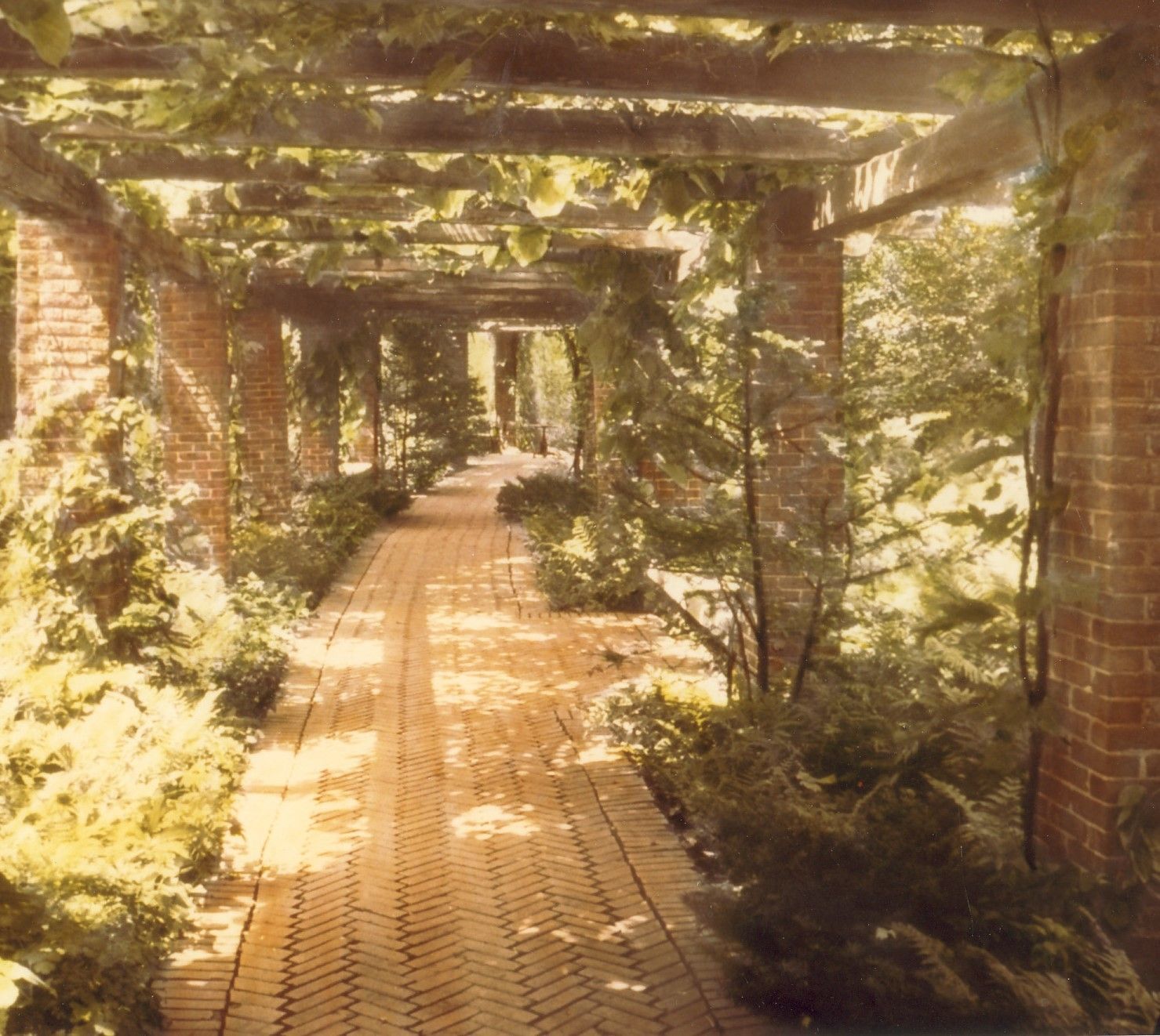 Pergola at Walden. Curved pergola with herringbone-patterned brick floor with plantings on either side of the walk.