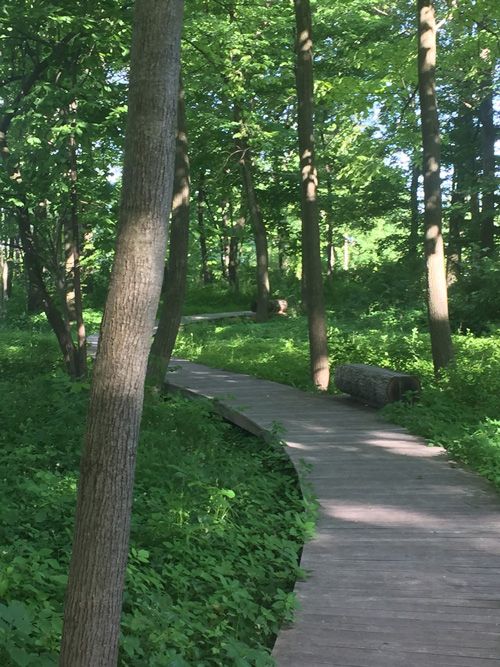 Image source: Forest Park Project Archives.